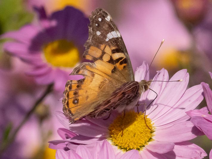 Vanessa virginiensis (American Lady).jpg